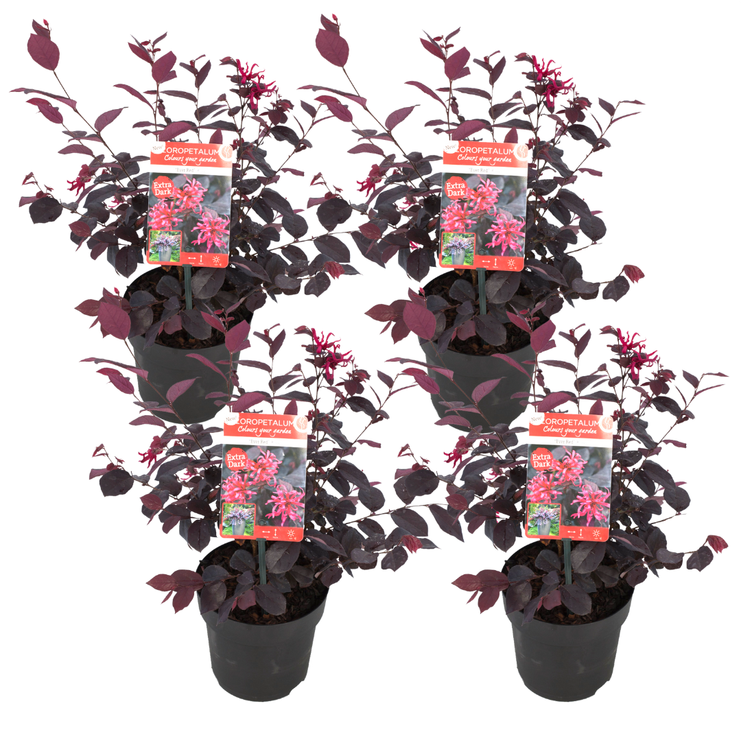 Planta vrajitoarei - 4 buc - Loropetalum 'Ever Red' - Înălţime 25-35cm - ⌀13cm