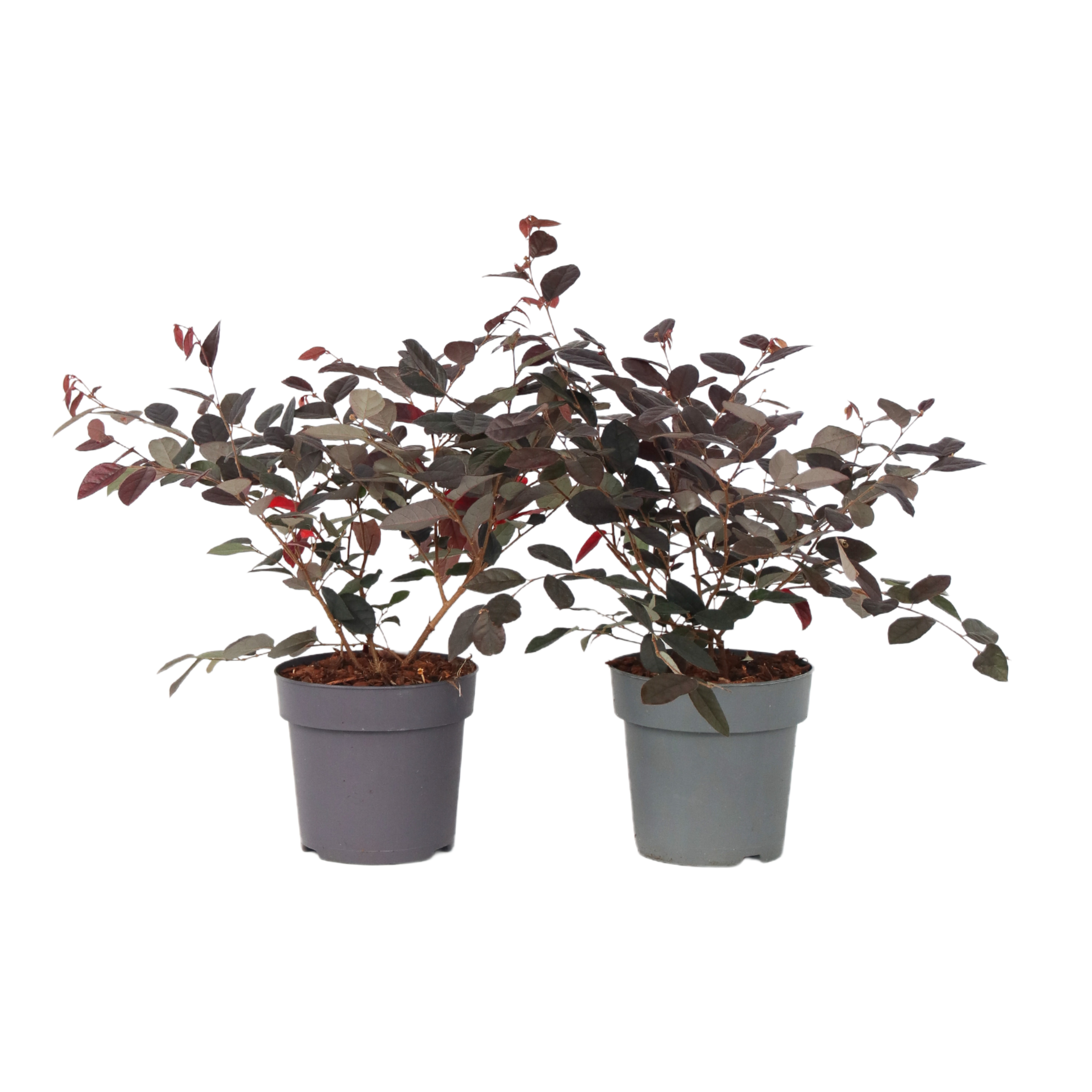 Planta vrajitoarei - 2 buc - Loropetalum 'Fire Dance' - Inaltime 30-40cm - ⌀15cm