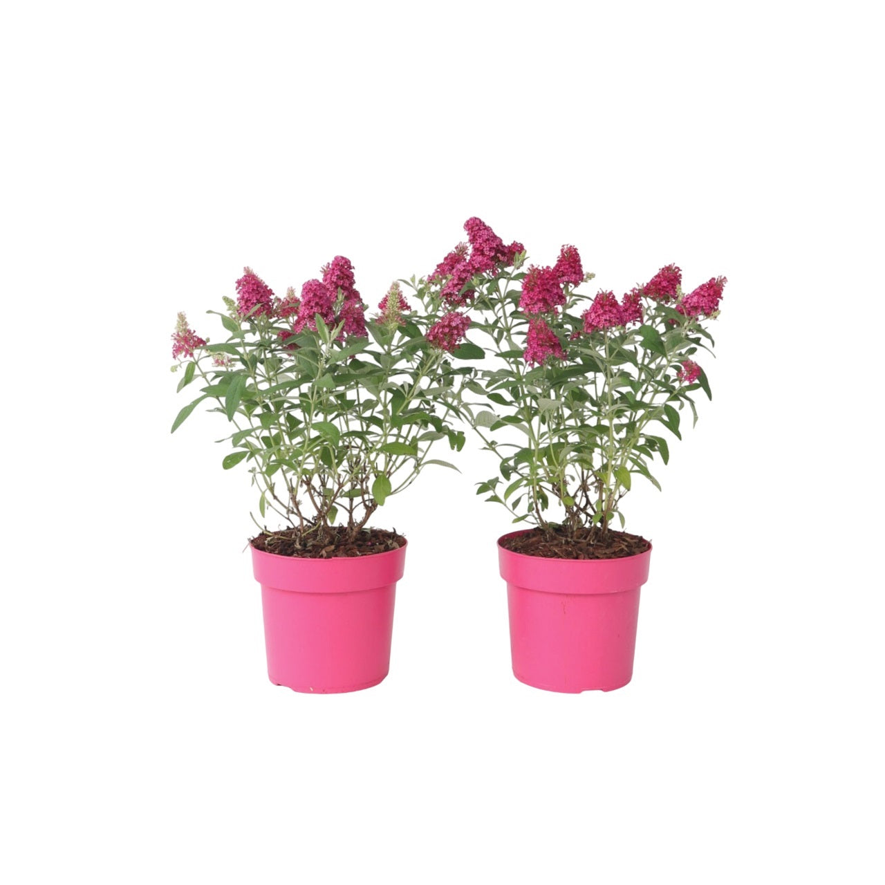 Davido budlėja - 2 vnt - Buddleja davidii 'Candy'- Aukštis 30-40cm - ⌀19cm