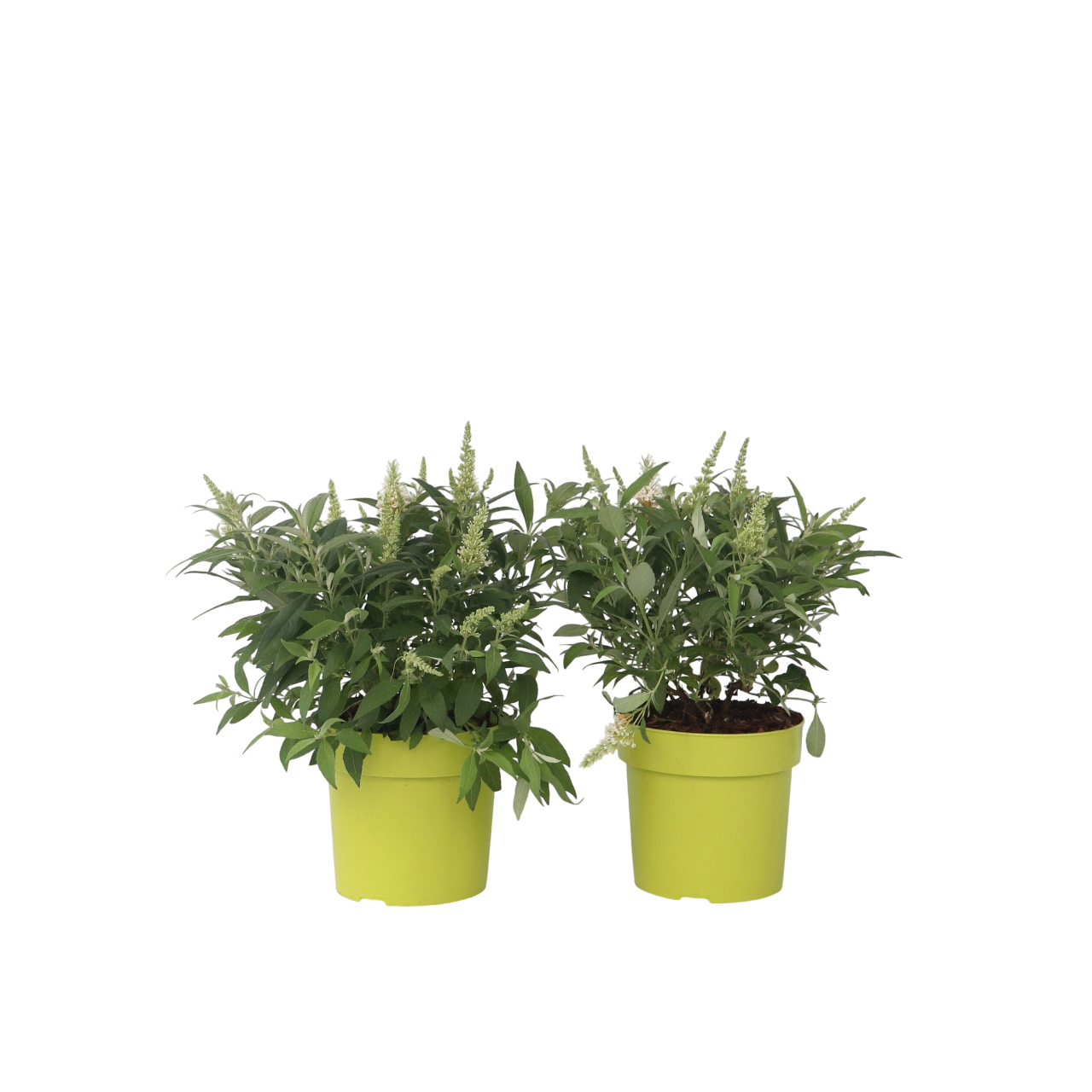 Davido budlėja - 2 vnt - Buddleja davidii 'Candy' - Aukštis 30-40cm - ⌀19cm