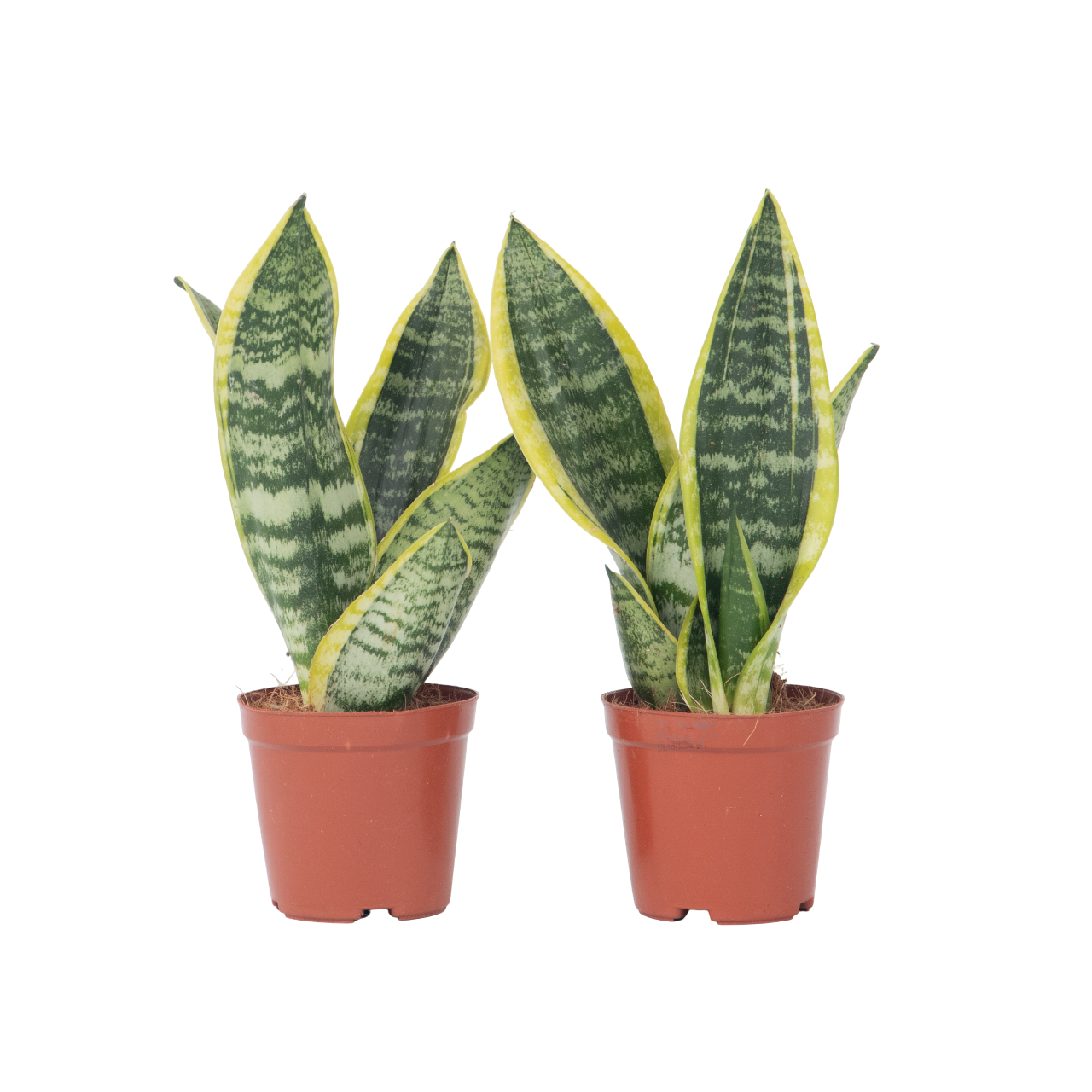 Sansewieria gwinejska - 2 szt - Sansevieria 'Futura' - W35-40cm - ⌀12cm