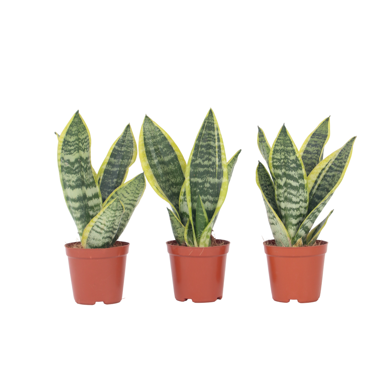 Sansewieria gwinejska - 3 szt - Sansevieria 'Futura' - W35-40cm - ⌀12cm