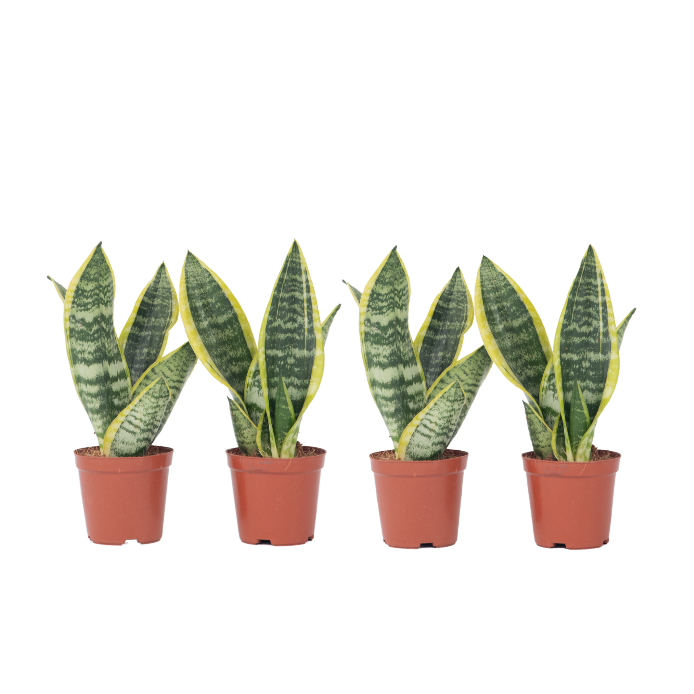 Sansewieria gwinejska - 4 szt - Sansevieria 'Futura' - W35-40cm - ⌀12cm