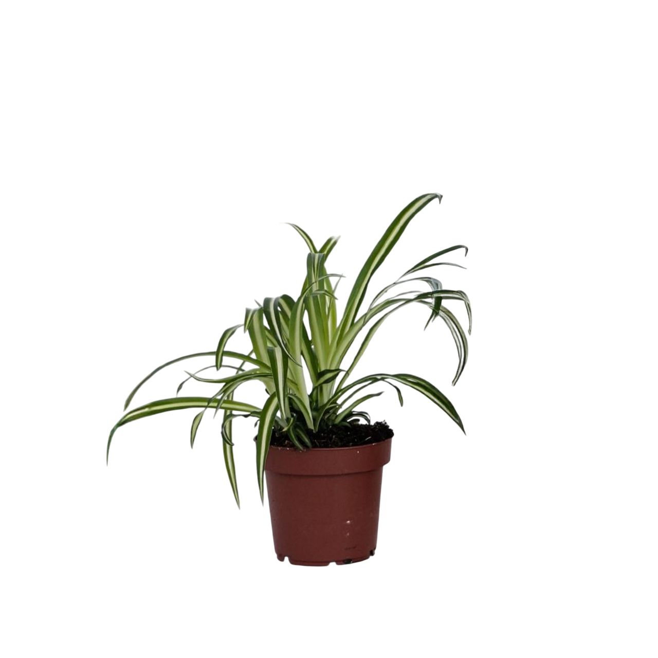 Planta-păianjen - Chlorophytum 'Atlantic' - Inaltime 25-40cm - ⌀12cm