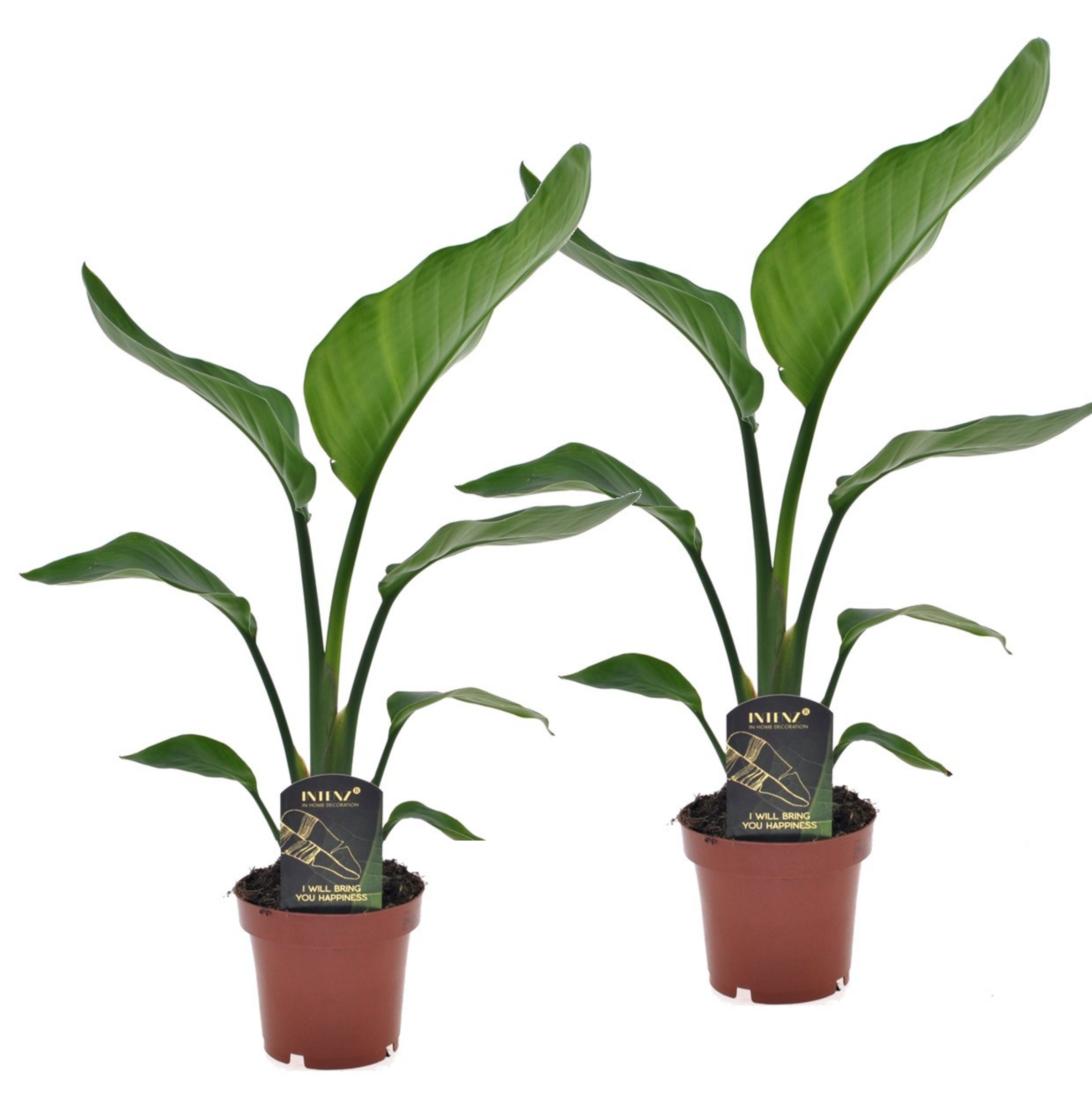 Planta păsării paradisului - 2 buc - Strelitzia nicolai - În. 40-50cm - ⌀12cm