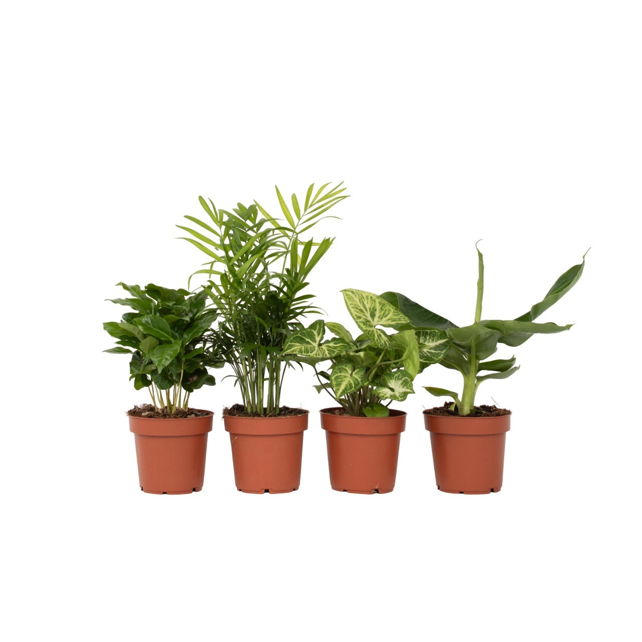 Set de plante de apartament - 4 buc - Înălţime 25-40cm - ⌀12cm