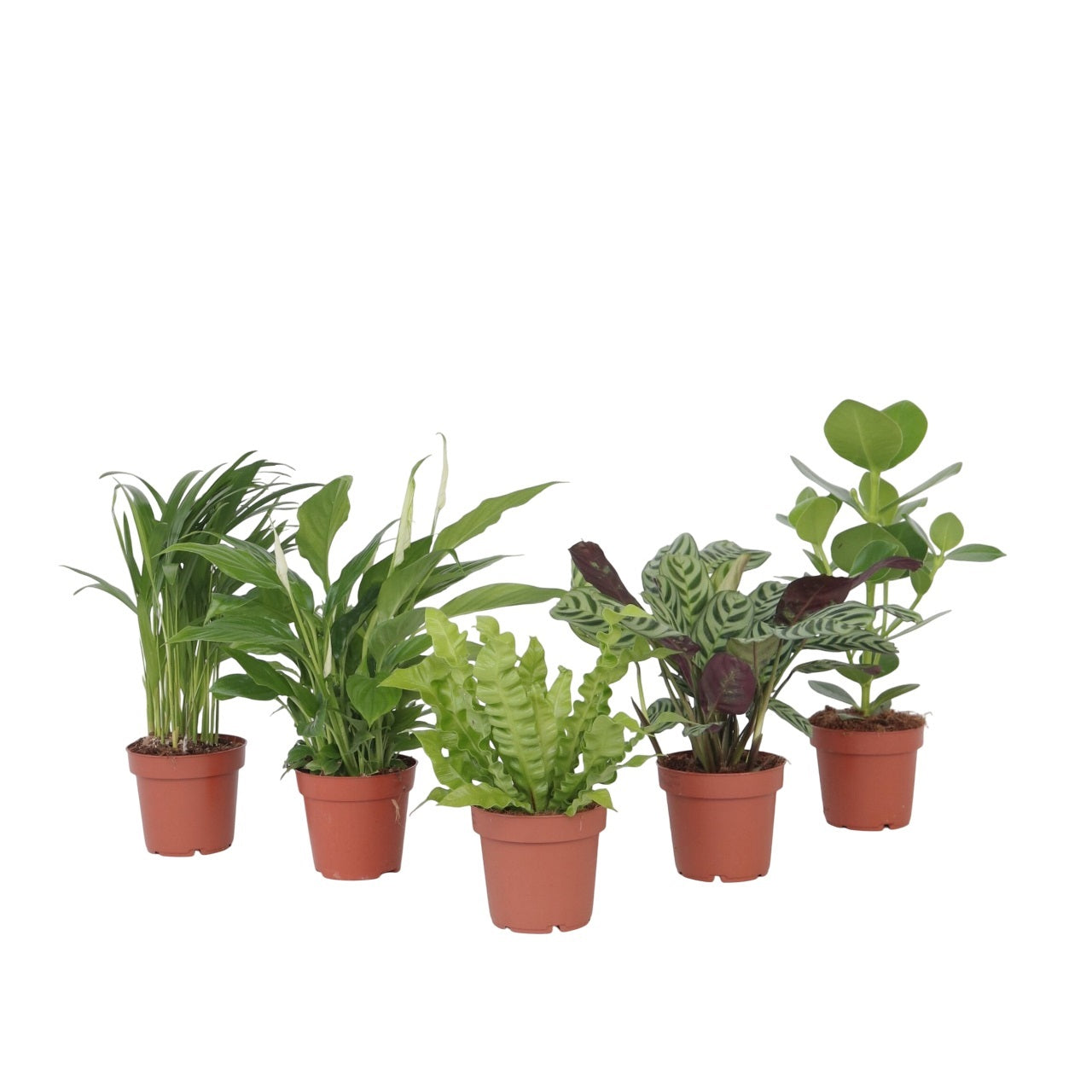 Plante purificatoare de aer - 5 buc - Înălţime 25-40cm - ⌀12cm