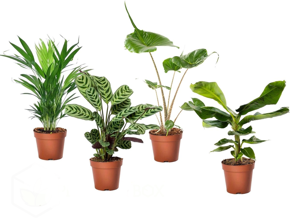 Plante tropicale de apartament - 4 buc - Tropical Mix - Înălţime 25-40cm - ⌀12cm