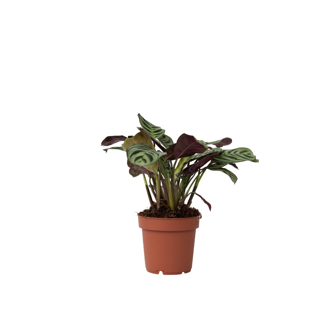 Planta de rugăciune - Ctenanthe 'Amagris' - Înălţime 20-30cm - ⌀12cm