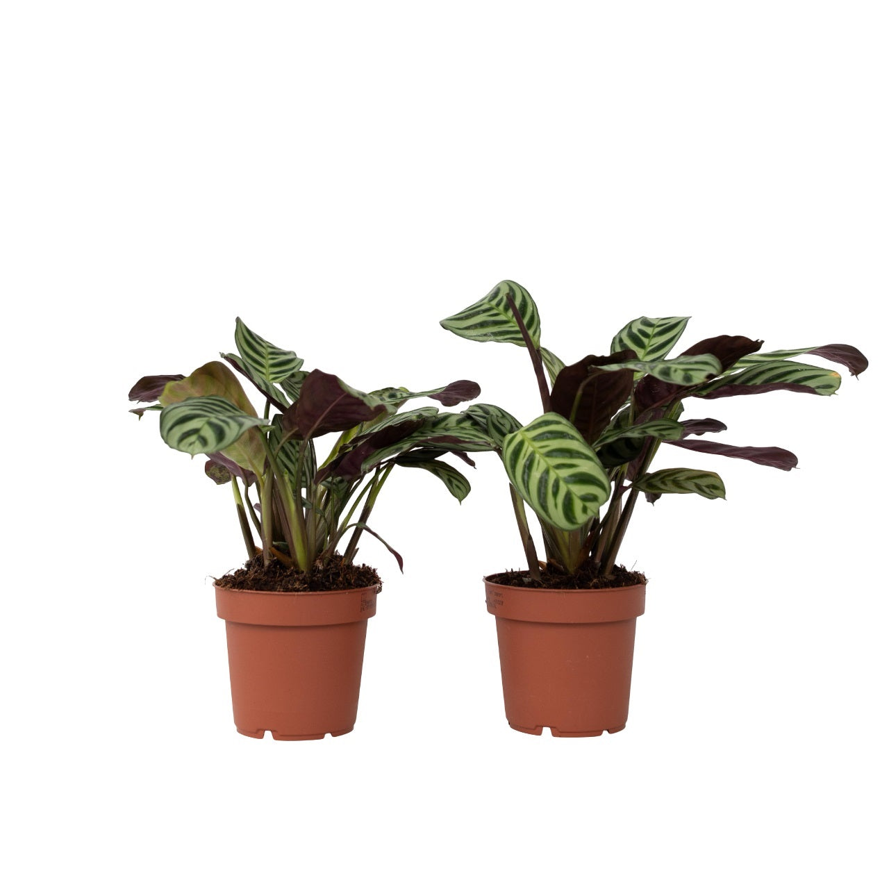 Planta de rugăciune - 2 buc - Ctenanthe 'Amagris' - Înălţime 20-30cm - ⌀12cm