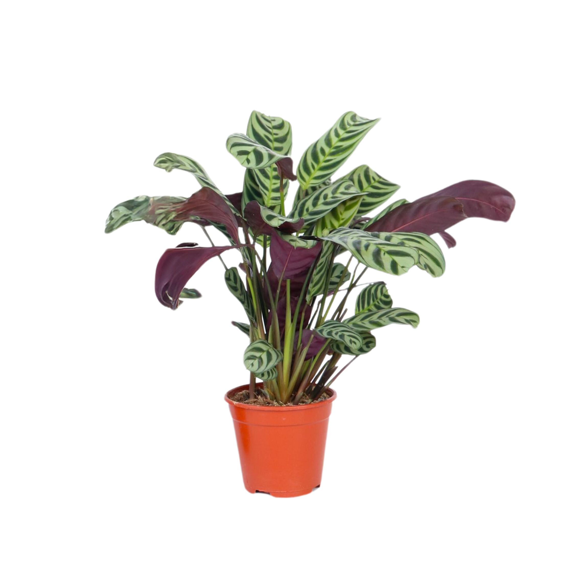 Planta de rugăciune - Ctenanthe 'burle-marxii' - Înălţime 25-40cm - ⌀12cm