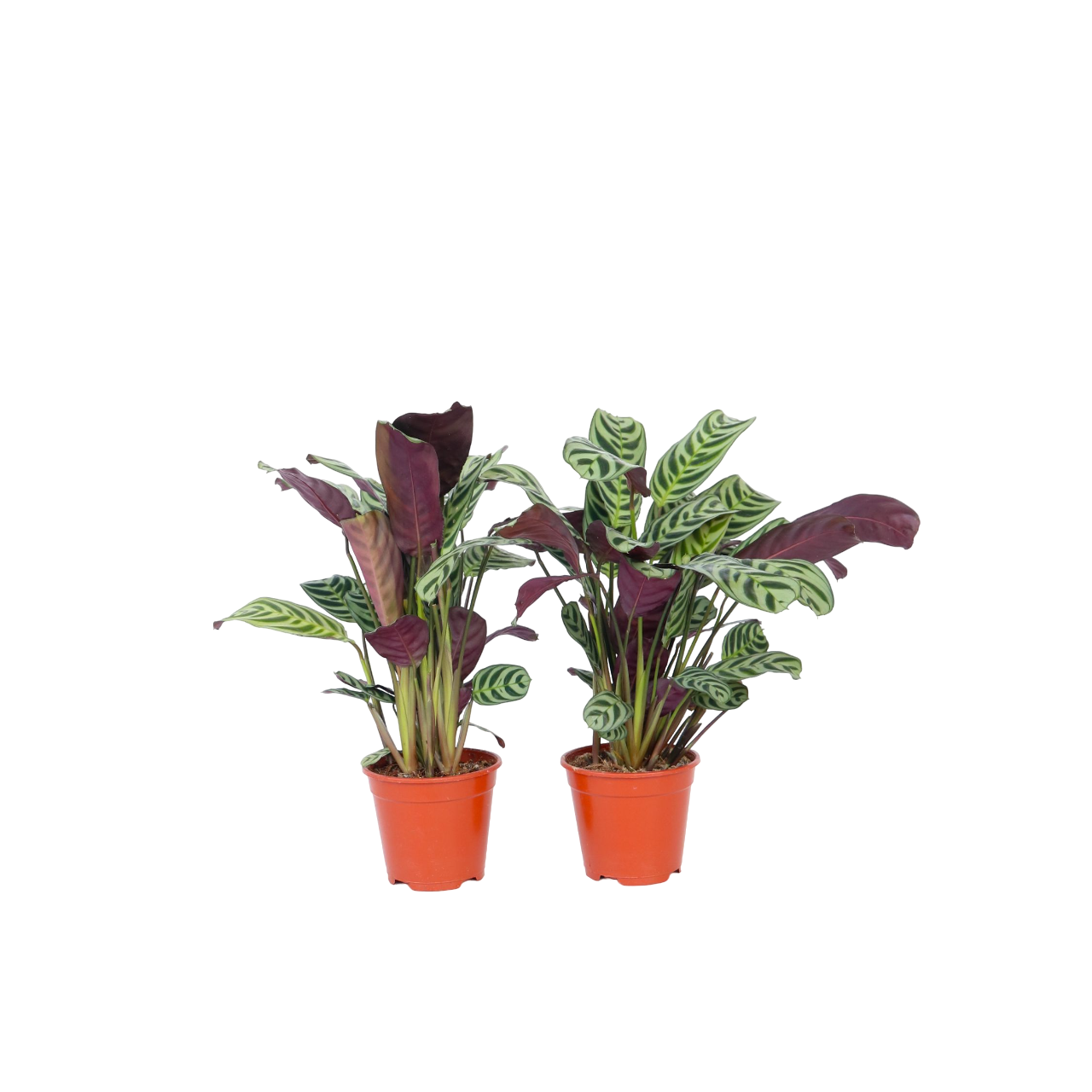 Planta de rugăciune - 2 buc - Ctenanthe 'burle-marxii' - În. 25-40cm - ⌀12cm
