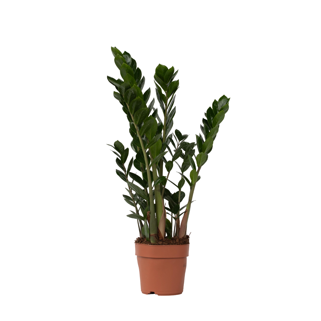 Planta dinozaur - Zamioculcas Zamiifolia - Înălţime 55-65cm - ⌀17cm