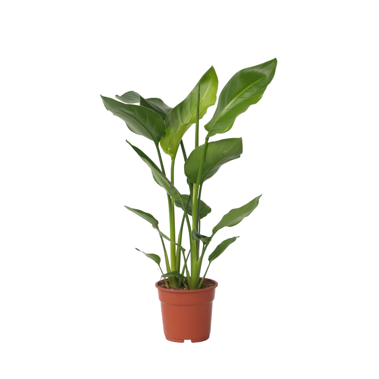 Planta păsării paradisului - Strelitzia nicolai - Înălţime 55-70cm - ⌀17cm