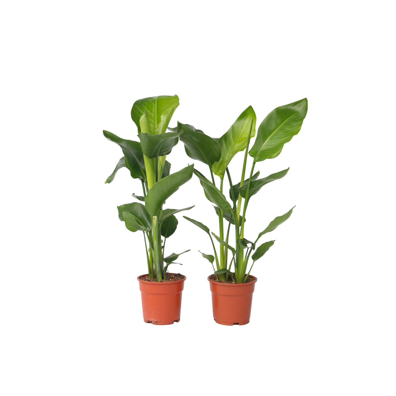 Planta păsării paradisului - 2 buc - Strelitzia nicolai - În. 55-70cm - ⌀17cm