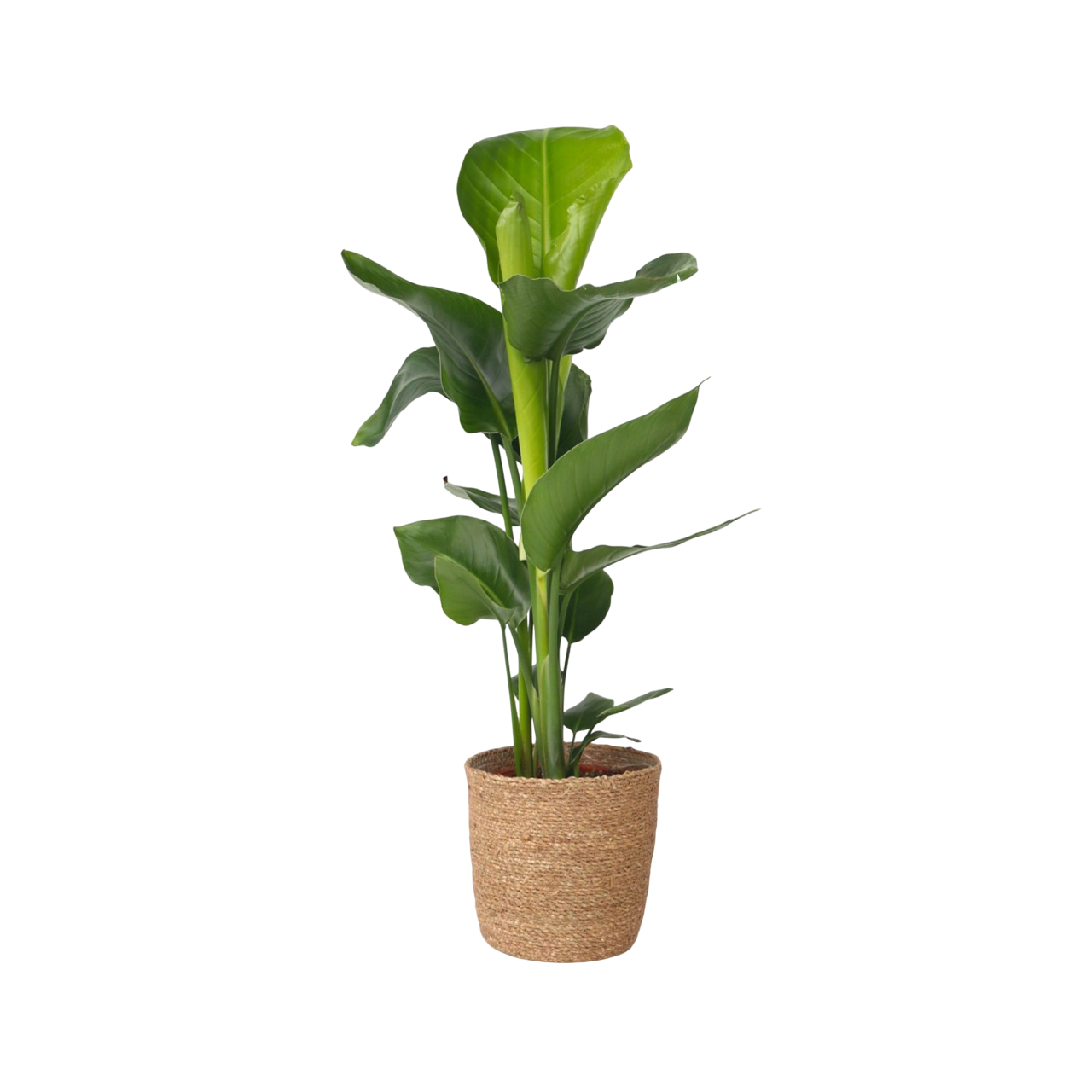 Planta păsării paradisului - Strelitzia nicolai - Înălţime 55-70cm - ⌀17cm