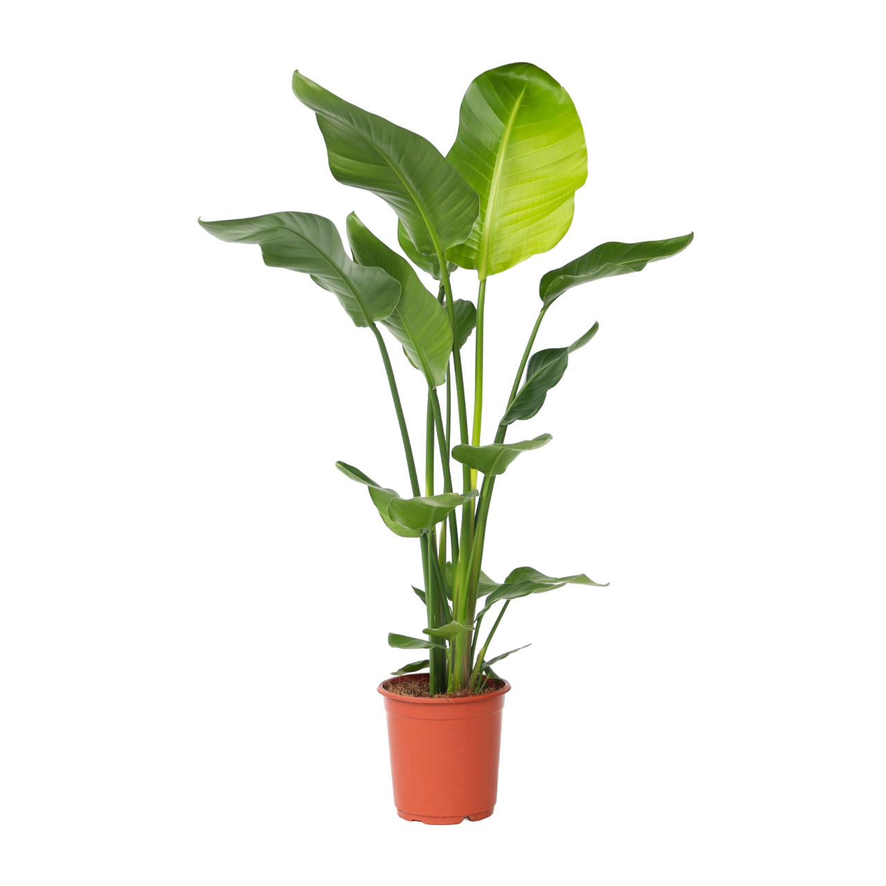 Planta păsării paradisului - Strelitzia nicolai - Înălţime 90-110cm - ⌀21cm
