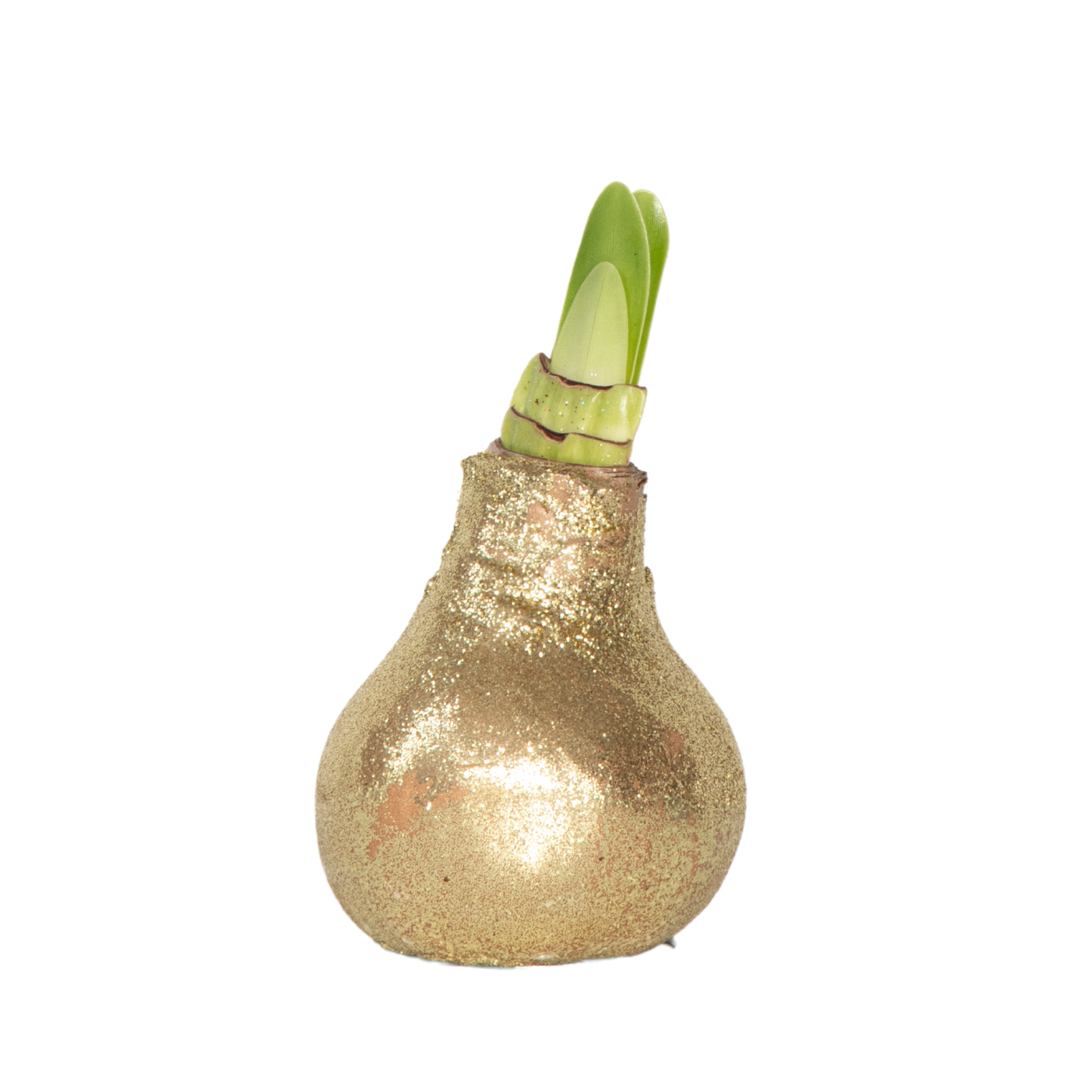 Amariļļi - Hippeastrum 'Glitter Gold' - Puķu sīpols - Sarkans