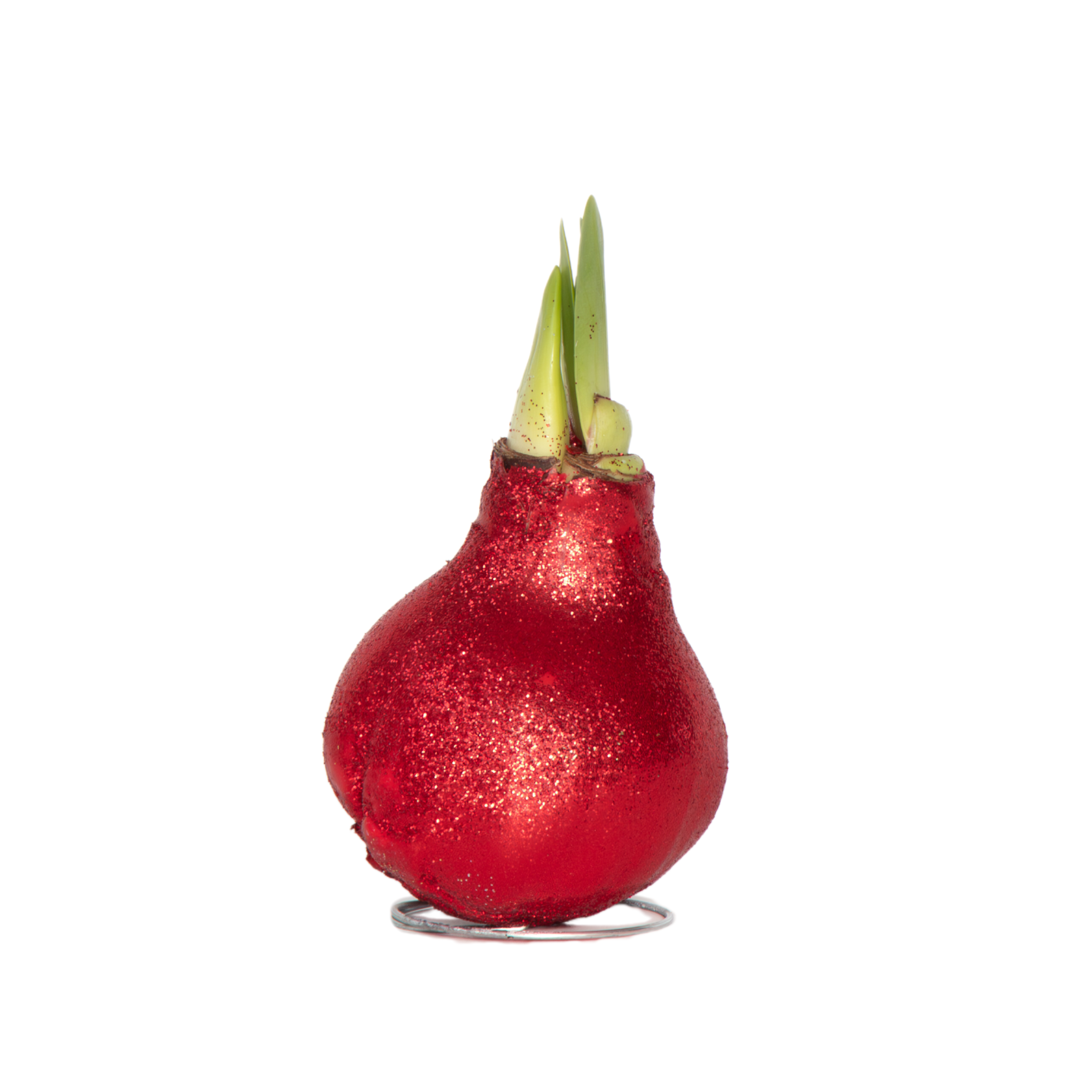 Meilenis - Hippeastrum 'Glitter Red' - Bulb - Raudoni žiedai