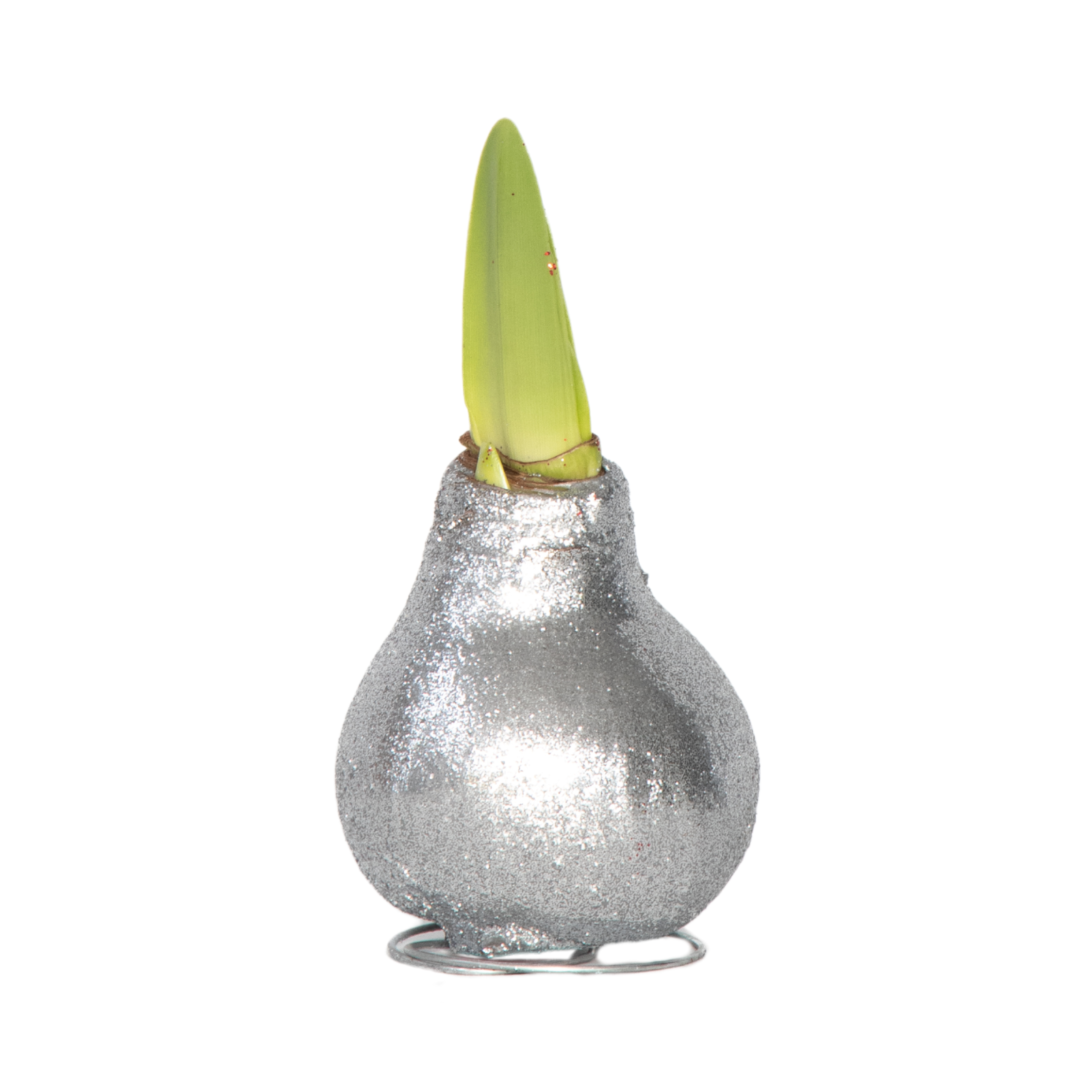 Crin de cameră - Amaryllis - Hippeastrum 'Glitter Silver' - Flori uscate - Roşu