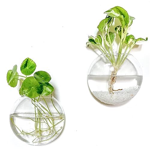 Kingbuy Wall Hanging Glass Planter Propagation Station - 2 Pack Oblate Globe Wall-Mounted Vases for Indoor Hydroponic Air Plants Bathroom Living Room