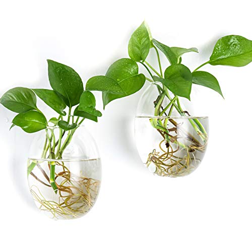 Kingbuy Wall Hanging Propagation Station Glass Plant Terrarium Container Egg Shape for Propagating Hydroponic Plants Home Office Garden Decor Wedding,