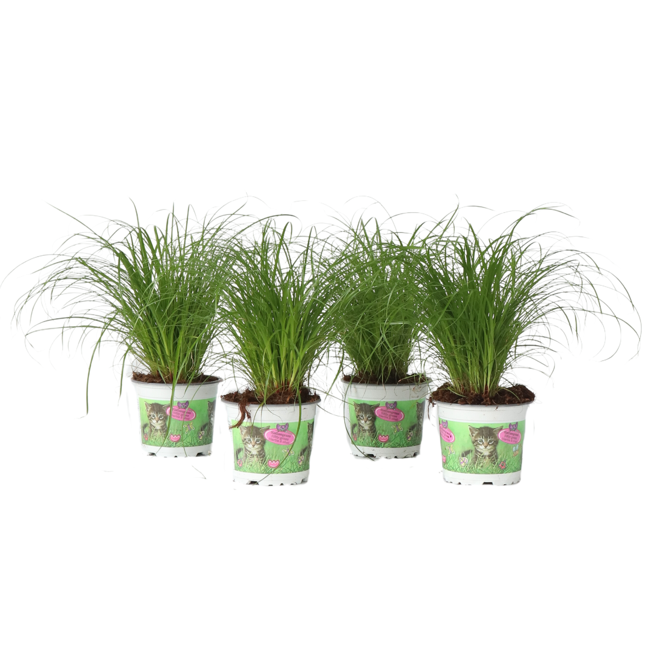 Plantă umbrelă - 4 buc - Cyperus zumula - Înălţime 30-40cm - ⌀12cm