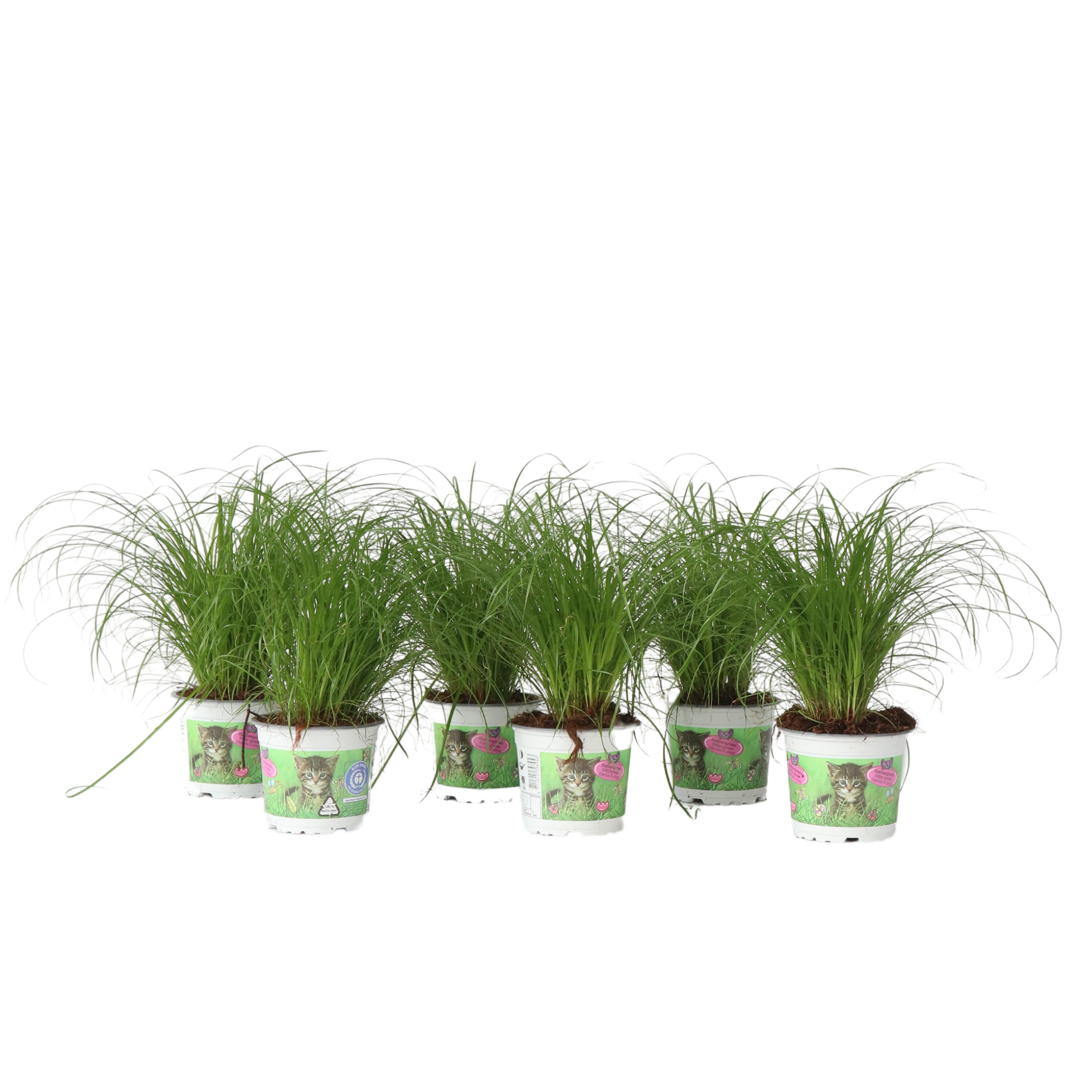 Plantă umbrelă - 6 buc - Cyperus zumula - Înălţime 30-40cm - ⌀12cm