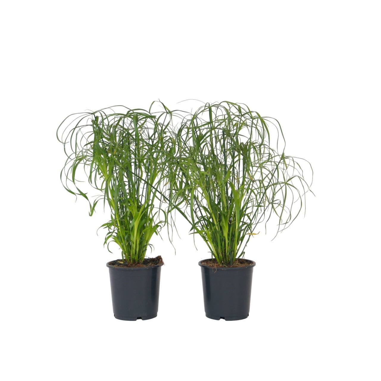 Plantă umbrelă - 2 buc - Cyperus alternifolius - Înălţime 40-50cm - ⌀14cm