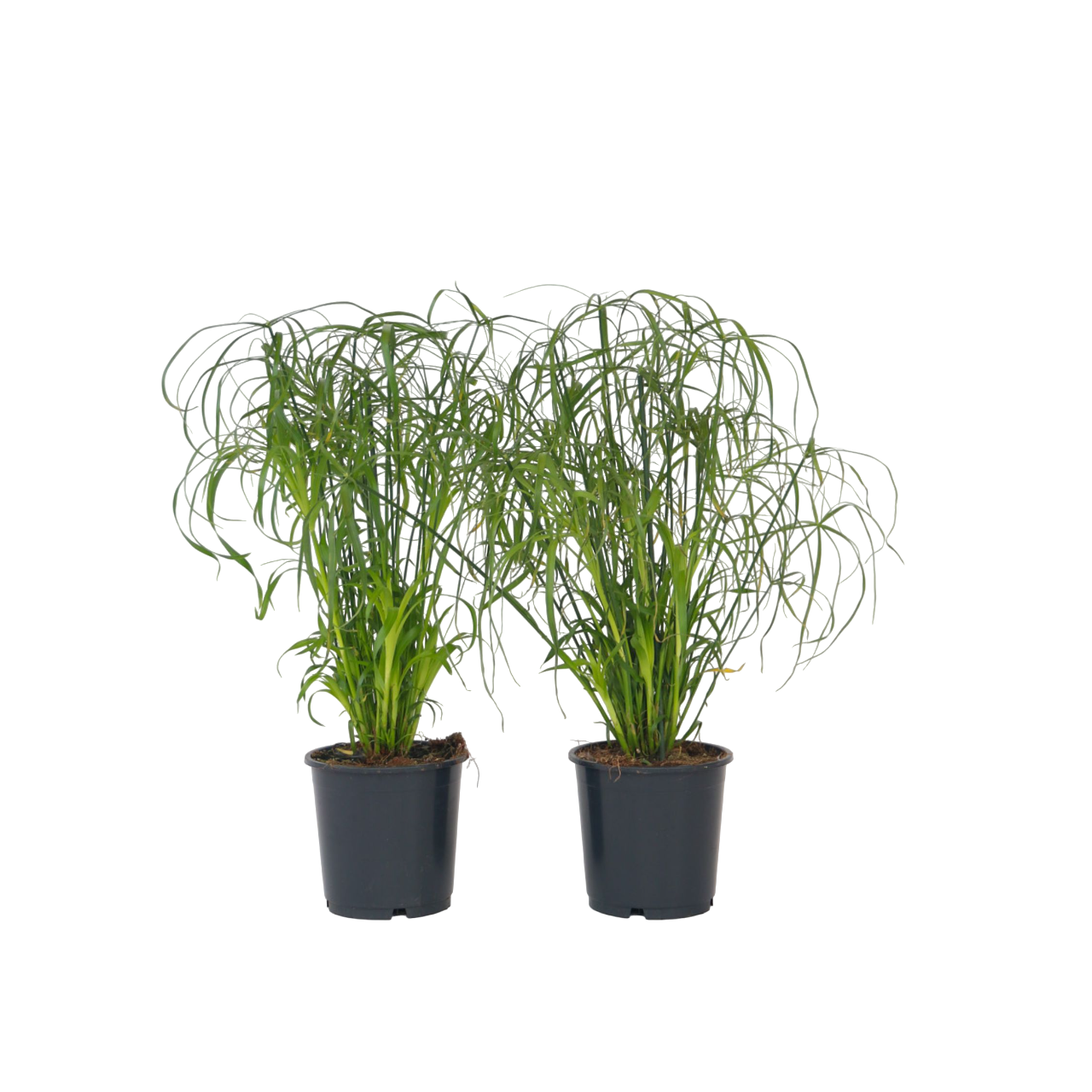 Plantă umbrelă - 4 buc - Cyperus alternifolius - Înălţime 40-50cm - ⌀14cm