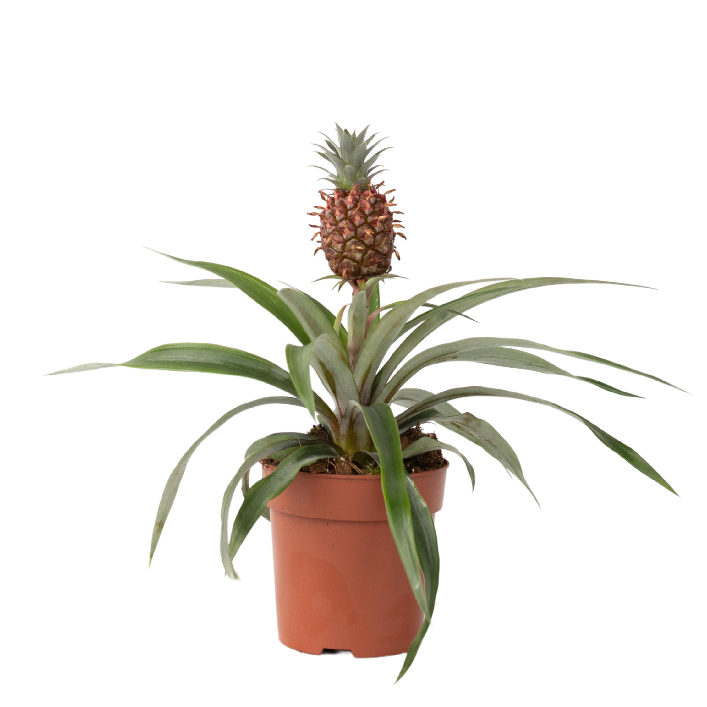 Planta de ananas - Ananas comosus 'Mi Amigo' - Înălţime 35-45cm - ⌀12cm
