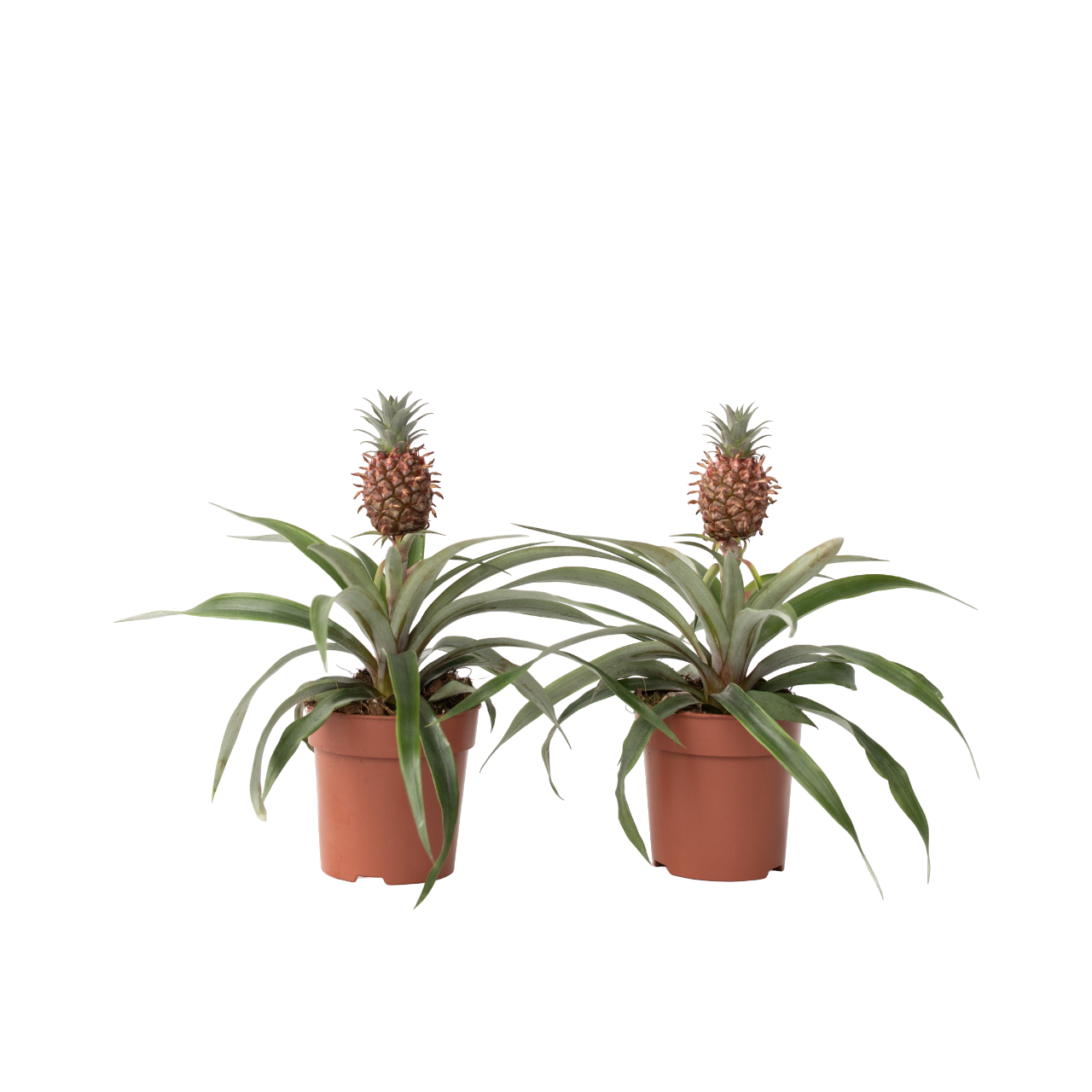 Planta de ananas - 2 buc - Ananas comosus 'Mi Amigo' - Înălţime 35-45cm - ⌀12cm