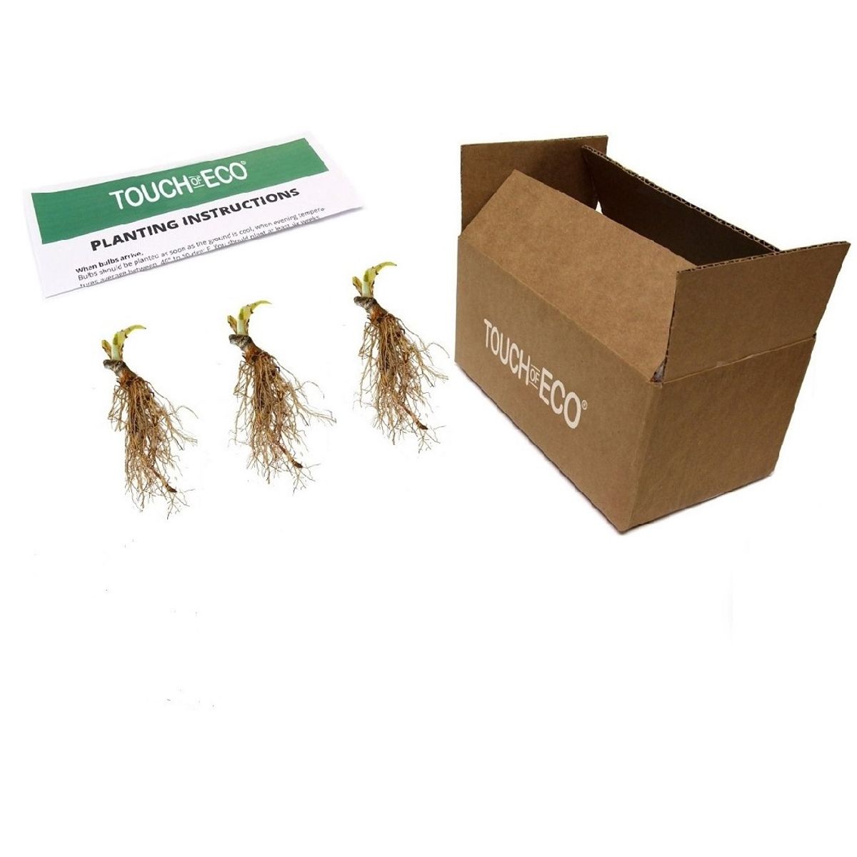 Touch of ECO® Hardy Hosta Bare Root Plants - Hosta - 3 Bare Roots