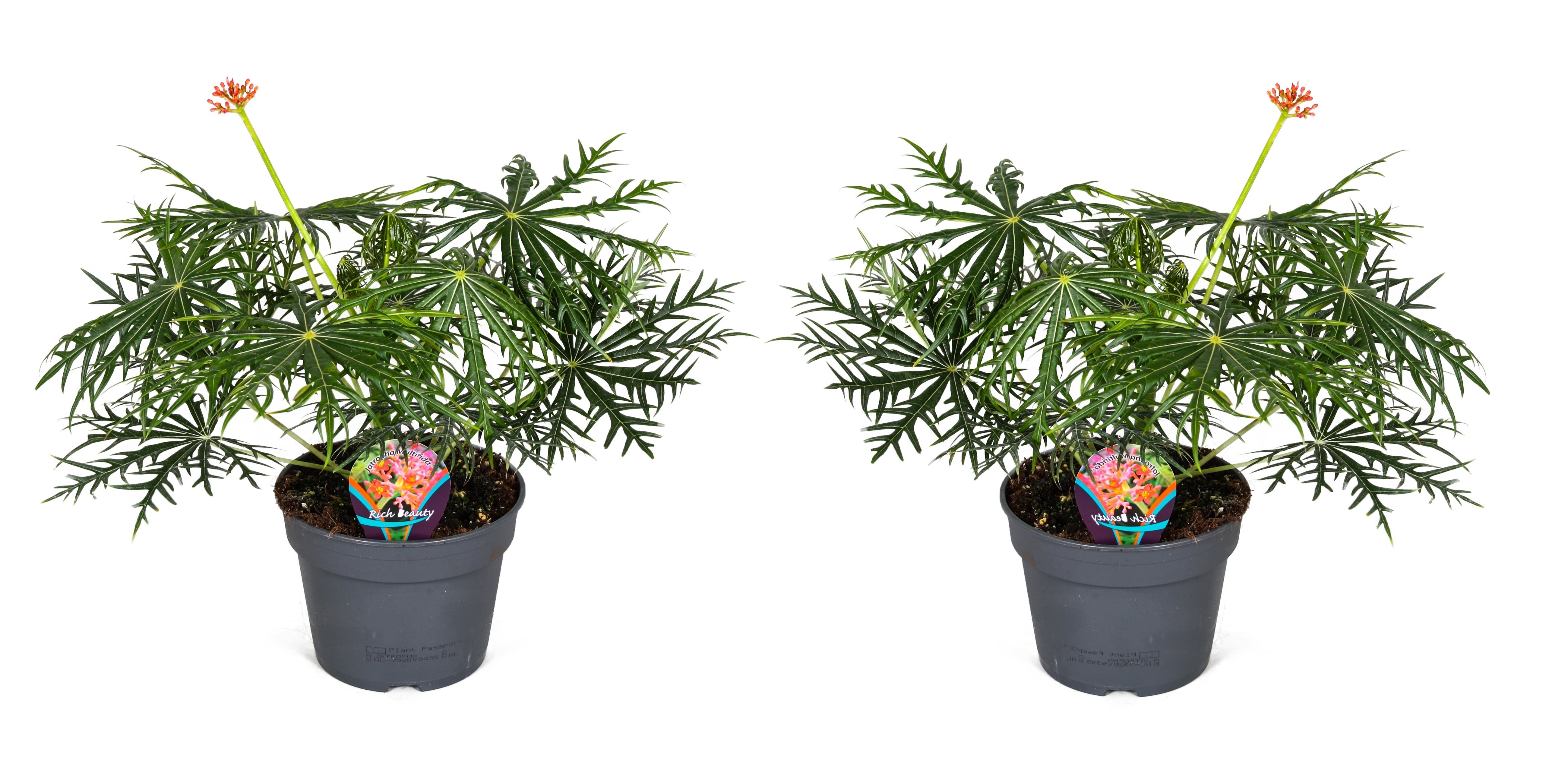 Plantă de coral - 2 buc - Jatropha multifida - Înălţime 40-50cm - ⌀17cm