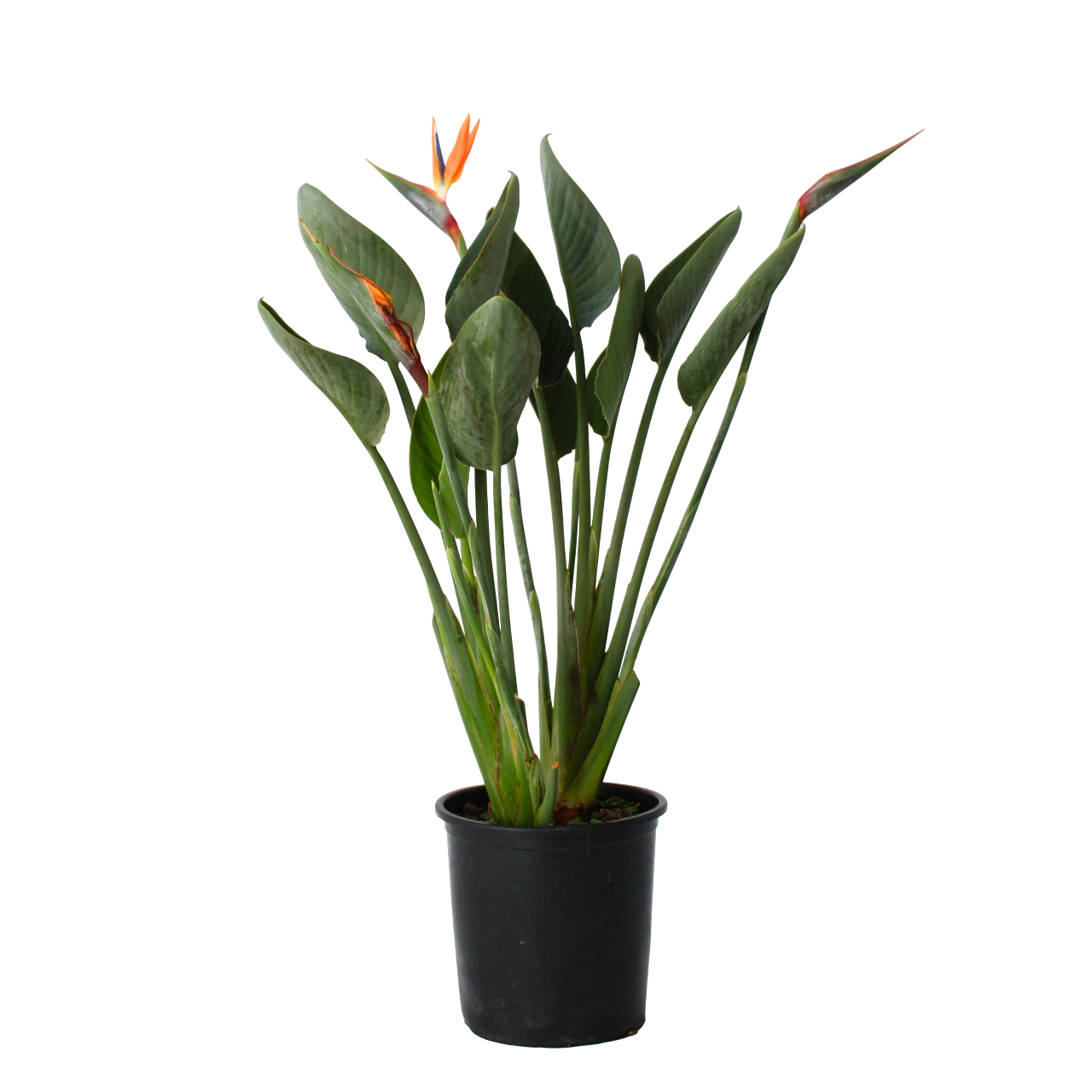 Planta păsării paradisului - Strelitzia reginea - Înălţime 80-100cm - ⌀27cm