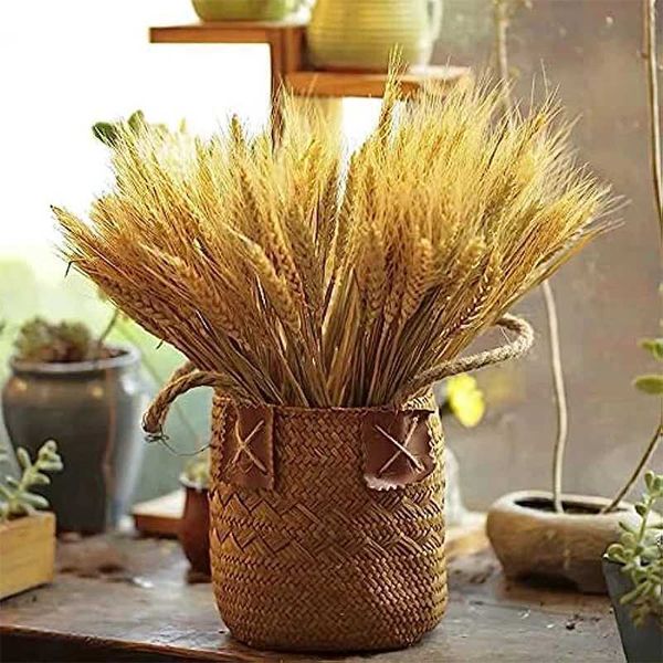 Dried Flowers Dried Flowers Dry Wheat Spikes for Decoration Bouquet Home Tables Wedding Party Fireplace Decor Natural Preserved Plants R2407