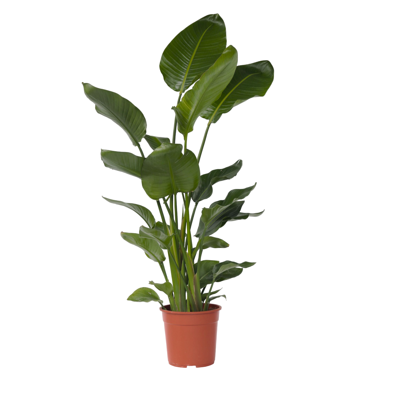 Planta păsării paradisului - Strelitzia nicolai - Înălţime 150-170cm - ⌀28cm