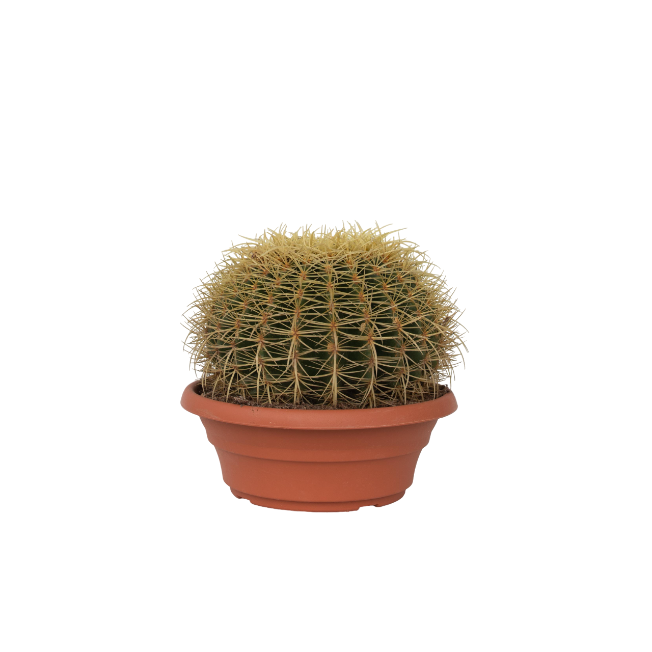 Zlati Sodasti Kaktus - Echinocactus grusonii - Višina 25-35cm - ⌀25cm