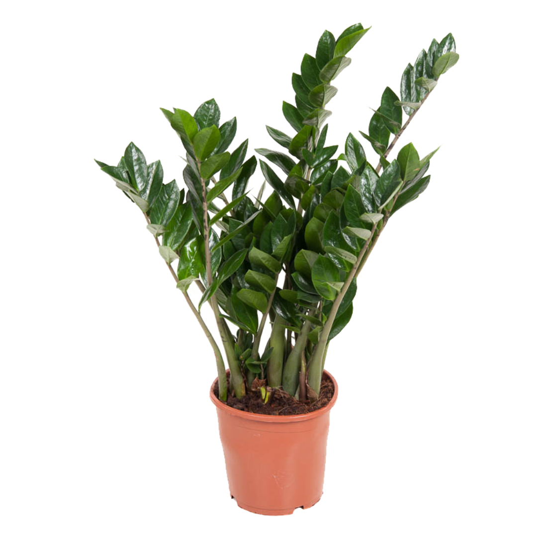 Planta dinozaur - Zamioculcas Emerald - Înălţime 70-80cm - ⌀21cm