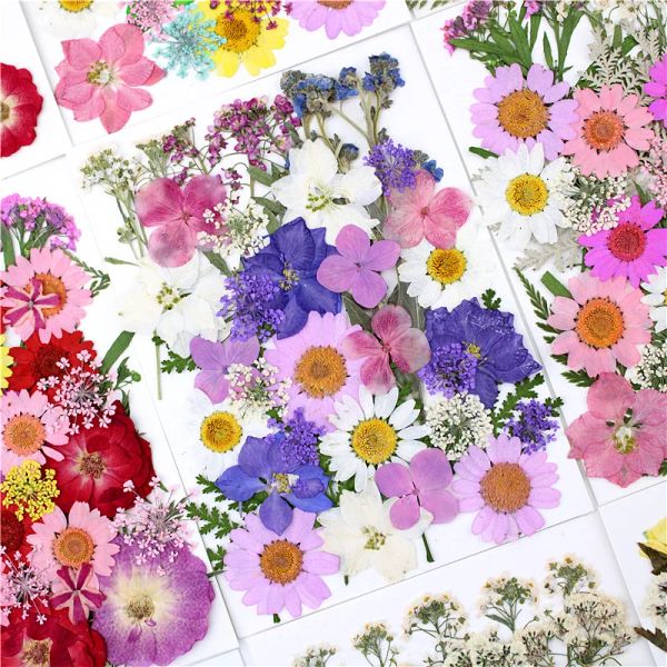 Colorful Pressed Flowers Resin Mold Fillings Dried Flowers Daisy Dry Plant for DIY Jewelry Making Crafts Nail Art Beauty Decal