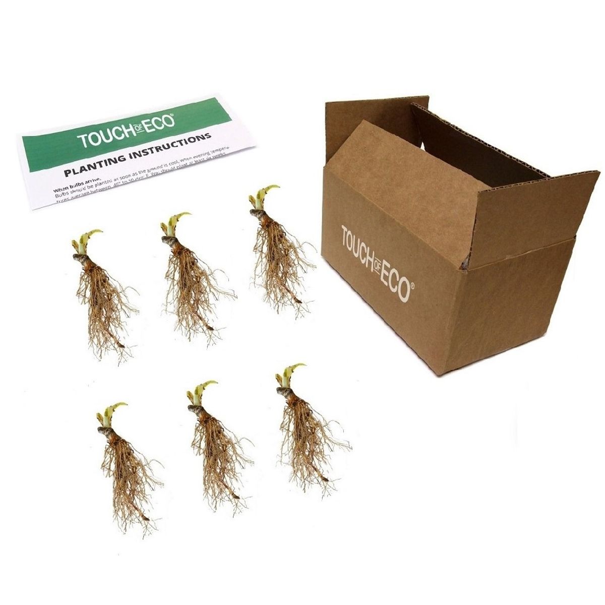 Touch of ECO® Hardy Hosta Bare Root Plants - Hosta - 6 Bare Roots