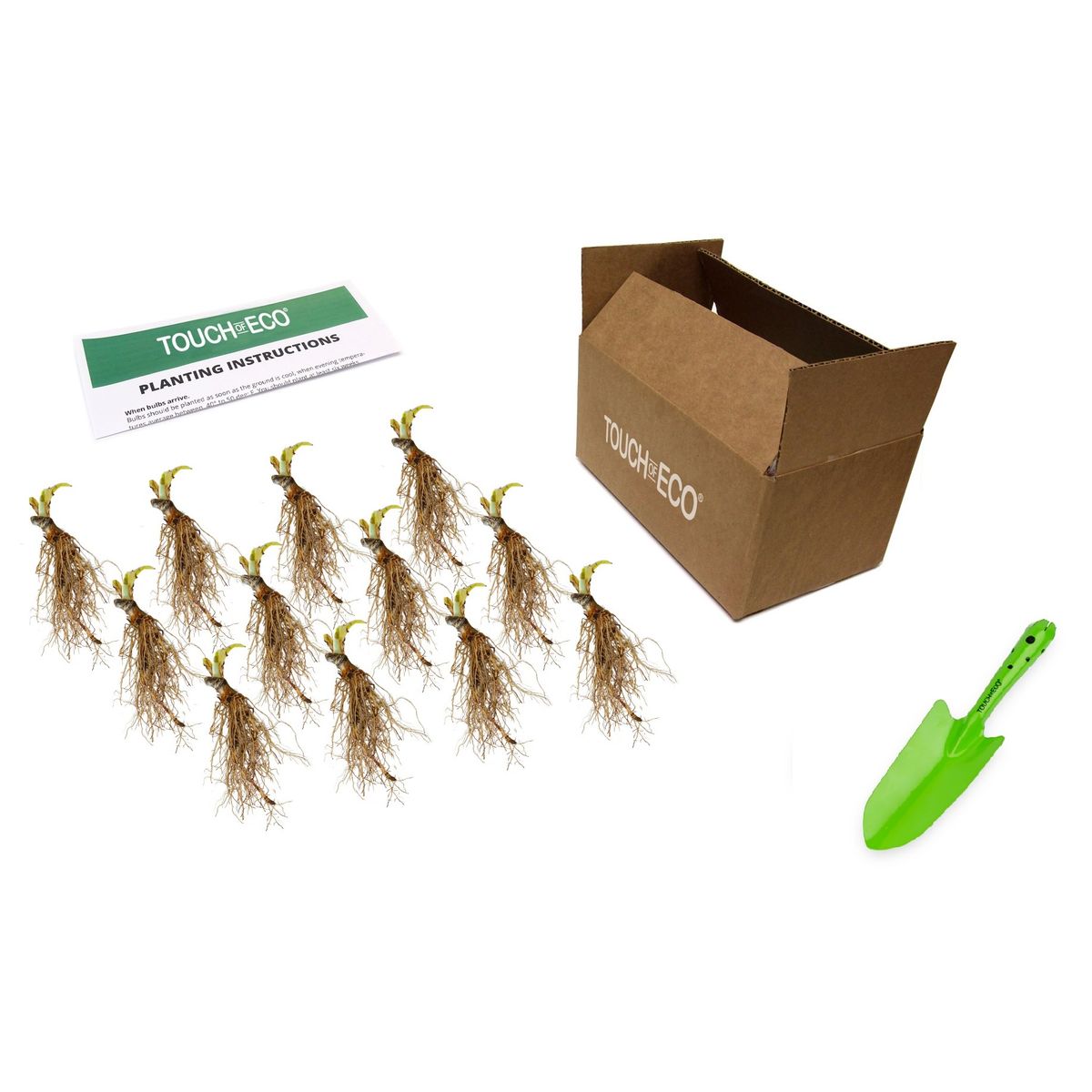 Touch of ECO® Hardy Hosta Bare Root Plants - Hosta - 12 Bare Roots & Planting Tool