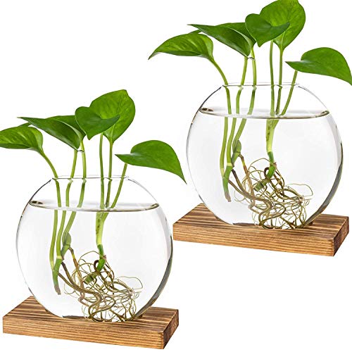 Kingbuy Round Glass Desktop Planter with Wooden Stand - Propagation Station for Small Hydroponic Plants, Spider Plants, Pothos, Lucky Bamboo - Terrari