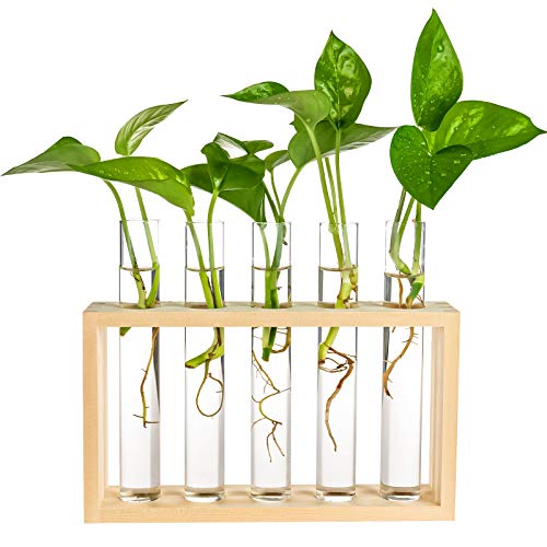 Wooden Propagation Station with 5 Glass Test Tubes, Tabletop Glass Terrarium Holder for Plant Cuttings Hydroponics, Home Office Desk Decor Gift for Wo