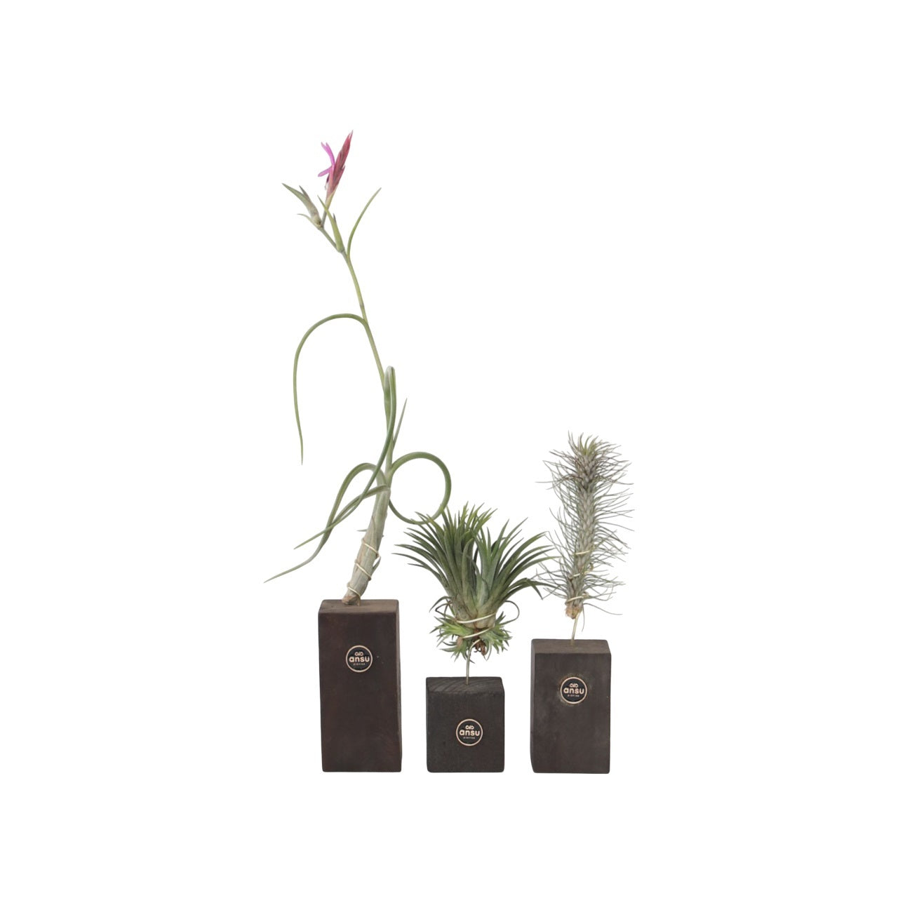Planta aeriană - 3 buc - Tillandsia - Înălţime 30-35cm