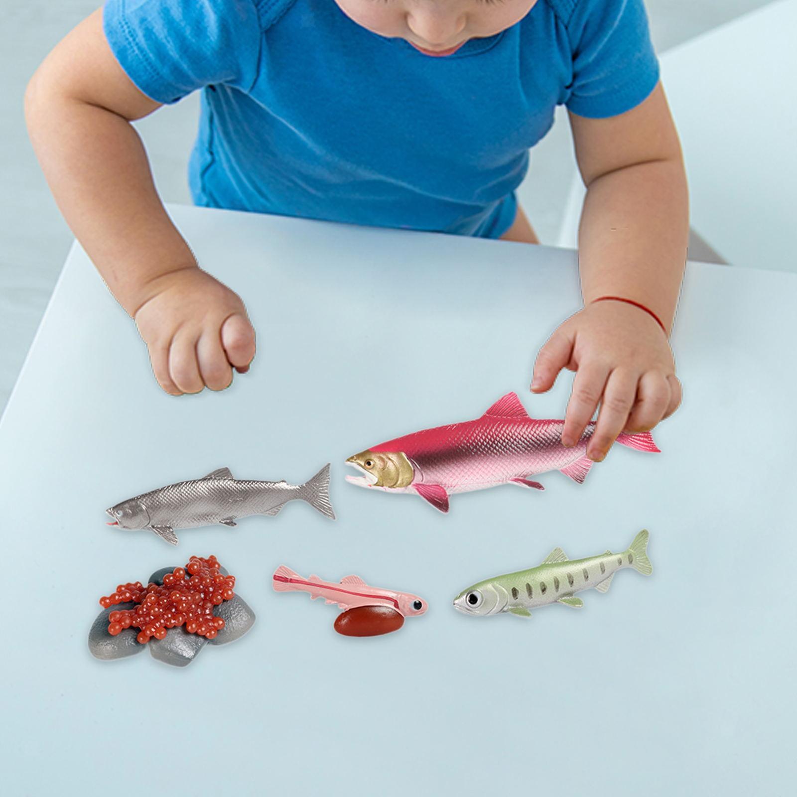 Life Cycle of Salmon Toys Science Preschool for Games Daycare Birthday Gifts