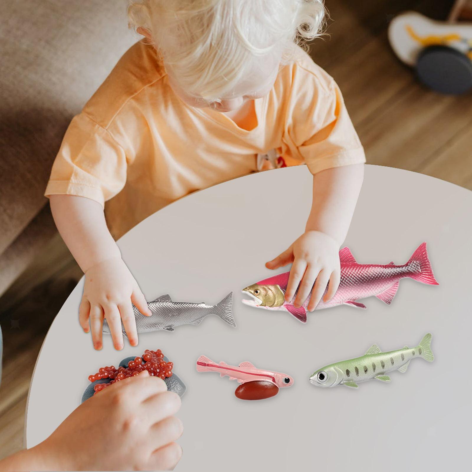 Life Cycle of Salmon Toys Montessori Toys Biology Model Farm Animals Figurines