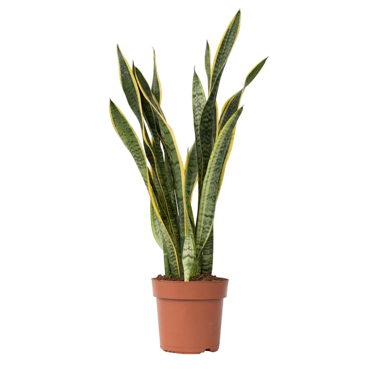 Sansewieria gwinejska - Sansevieria trifasciata - Wysokość 65-75cm - ⌀21cm