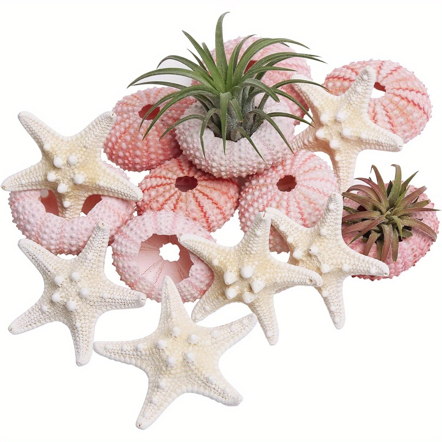 TEMU Starfish And Sea Crafts Set, 12pcs Of Shell Decorations, 1.3-1.9 Inch Sea Shells For Air Plants, Suitable For , Crafts, And Suitable For Fish