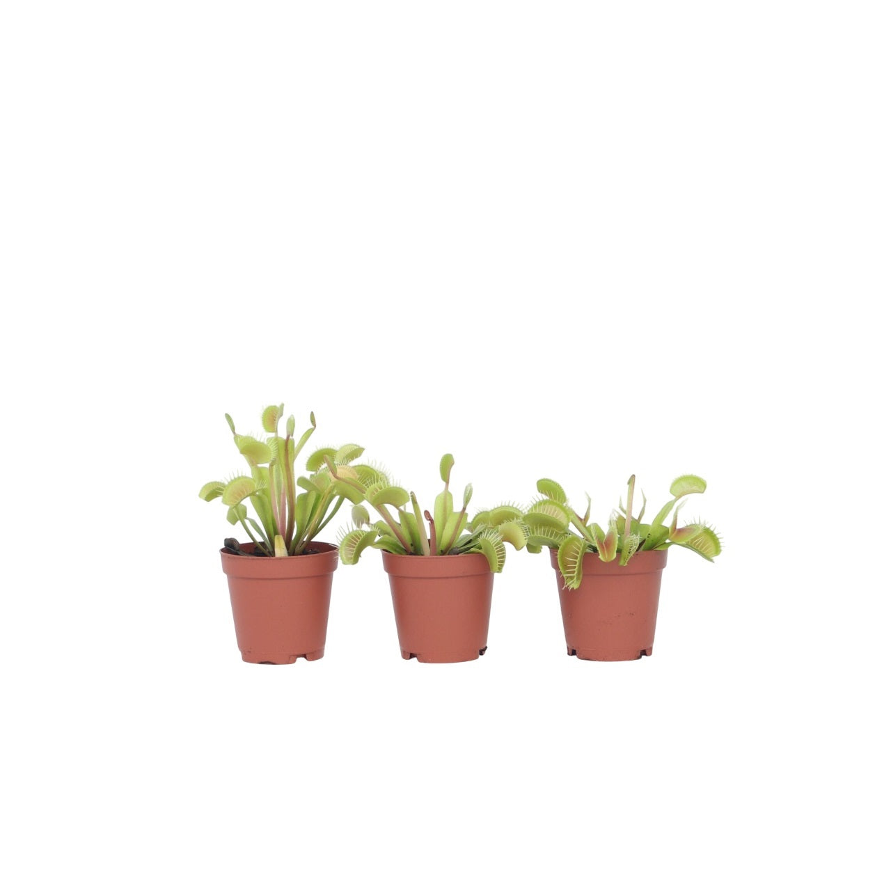Planta carnivoră - 3 buc - Dionaea muscipula - Înălţime 5-15cm - ⌀6cm